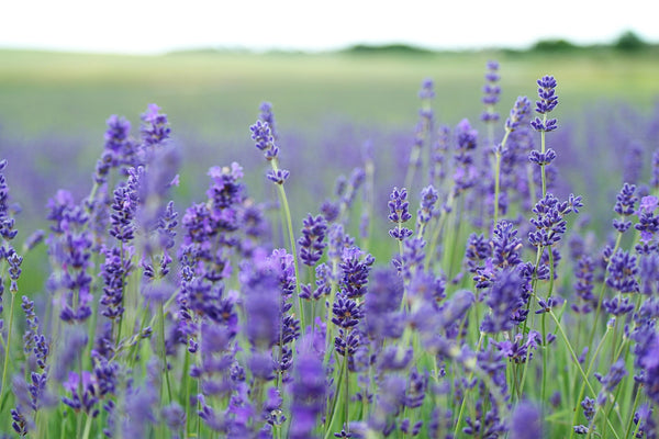 Homemade Lavender Oil | Apothecary Company